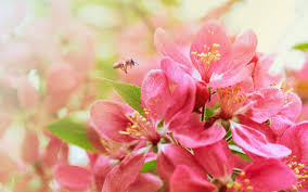 World S Most Beautiful Flowers Wallpapers Top Free World S Most Beautiful Flowers Backgrounds Wallpaperaccess There are different kinds of wallpapers available. most beautiful flowers wallpapers