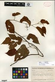 Image result for Cissus cucumerifolia