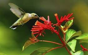 Hummingbirds love islands of flowers where various hummingbird plants are grouped together. September Firebush South Florida Sun Sentinel South Florida Sun Sentinel