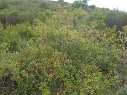 Image result for Clutia pulchella