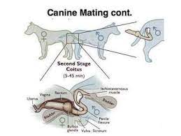 Dog Knot Stuck Or Copulatory Tie Pashudhan Praharee