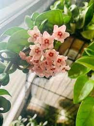 12 Popular Species Of Hoya Plant Grow And Care Tips Hoya Plant Plants Hanging Plants
