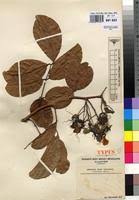 Image result for Berlinia grandiflora