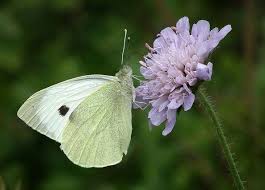 Nature Uk In Pictures Uk Butterflies Part Three White Butterfly Butterfly Pictures