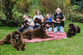 We did not find results for: Grosse Liebe Zu Barenstaken Hunden