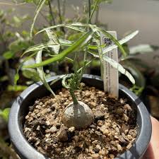 Image result for Adenia kirkii