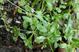 Image result for Polycarpon