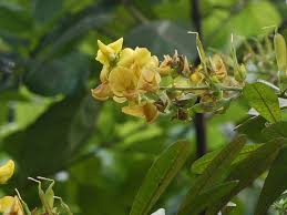 Image result for Crotalaria spectabilis
