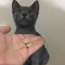 ucretsiz sahiplendirilecektir bu miniklere yuva olmak ister misiniz sahiplendirme cat dog kedisahiplendirme satin animals cats