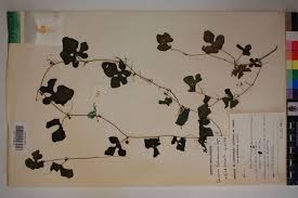 Image result for Coccinia rehmannii