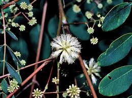 Image result for Albizia procera