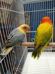 Download now animasi budidaya lovebird 2 dimensi alami part 1. 110 Love Birds Ideas Love Birds Birds African Lovebirds