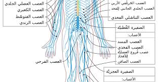 تعريف الجهاز العصبي ومكوناته وأنسجته مع الصور in 2021 chart diagram line chart