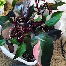 Arte Verde On Instagram Hydro Pink Princess Philodendrons Transitioning Back To Soil Pinkprincessphilode Philodendron Propagating Plants Unusual Plants