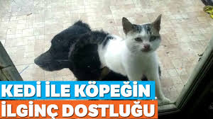 Kedi Ile Kopegin Ilginc Dostlugu Youtube