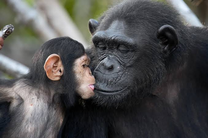 NIGERIAN ANIMALS THAT ARE DISAPPEARING SOON