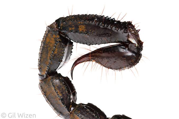 Debunking Misconceptions: Scorpions - Gil Wizen