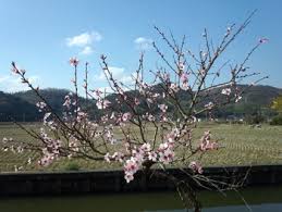 アーモンド大好き By まんゆう アーモンドの栽培記録 育て方 そだレポ みんなの趣味の園芸