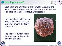 The largest organisms now found on earth can be determined according to various aspects of an organism's size, such as: What Is A Cell A Cell Is The Basic Unit Of Life From Which Larger Structures Such As Tissue And Organs Are Made Unicellular Organisms Such As Bacteria Ppt Download