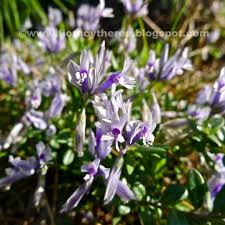 Image result for Polygala