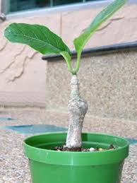 Image result for Cibirhiza