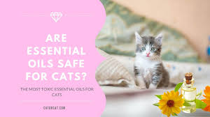 If you do some reading around the web you will come across a lot of conflicting information about cats and essential oils. Essential Oils Cats Are They Safe What You Need To Know