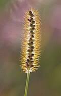 Image result for Setaria pseudaristata