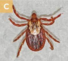 Tick Borne Rickettsial Infections Of Dogs Today S Veterinary Practice
