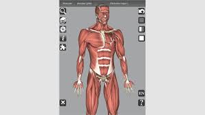 Attached to the bones of the skeletal system are about 700 named muscles that make up roughly half of a person's body weight. Get 3d Bones And Organs Anatomy Microsoft Store