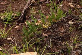 Image result for Pachycarpus concolor