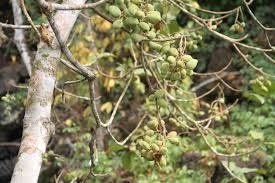 Image result for Sterculia tragacantha