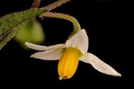 Image result for Solanum memphiticum