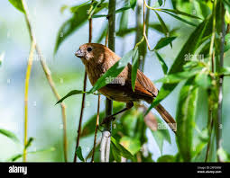 Image result for Arachniodes webbiana