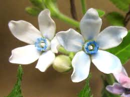 Image result for Oxypetalum