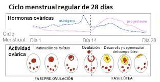 Dias Fertiles En Los Ciclos Irregulares Eyf