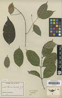 Image result for Baissea