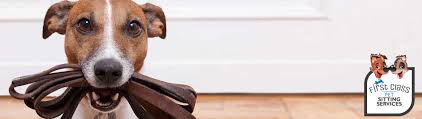 Check spelling or type a new query. Pet Sitting Services Inner Suburbs Brisbane Queensland First Class Pet Sitting
