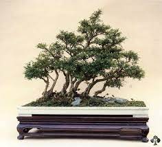 Serissa Foetida Snow Rose Bonsai Tree Bonsai Art Bonsai Forest