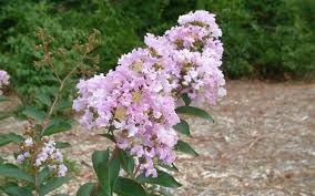 .'ebony & ivory', and 'ebony glow': Crape Myrtle Gardening In The Panhandle