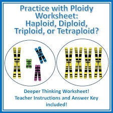 Practice With Ploidy Worksheet Haploid Diploid Triploid Tetraploid Teaching Biology Biology Lessons Life Science Classroom