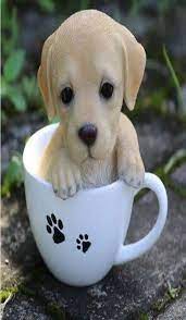 Teacup Labrador Puppy Picture Hairminia Cute Animal Pictures Cute Animals Cute Dogs And Puppies