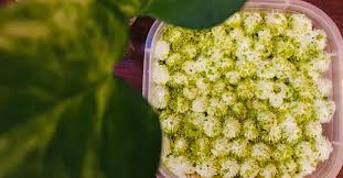 Put the sand and light the flame underneath. Tres Leches Pistachio Milk Cake Without Egg And Oven Reader S Recipe Food Manorama English