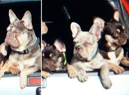 We have dog rehoming centres all over the uk. Five Intruders Force Their Way Into Home And Steal Six French Bulldog Puppies The Independent The Independent
