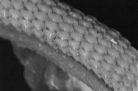 Note the taste buds on the tongue. Shark Identification For Cooperative Shark Tagging Program S W Noaa Fisheries