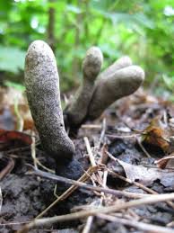 Image result for Xylaria polymorpha