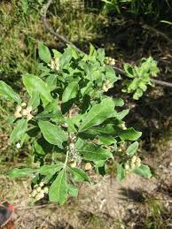 Image result for Vitex ferruginea