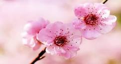 8 Cherry Blossom Tree Tips to Know Before You Plant or Buy (Full ...
