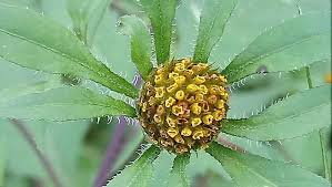 Image result for Bidens grandis