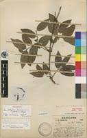 Image result for Landolphia buchananii