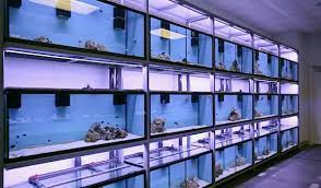 .acrylic, spesialis aquarium acrylic, aneka aquarium. Led Solutions For Aquarium Stores Current Usa Aquarium Store Aquarium Shop Saltwater Aquarium Setup